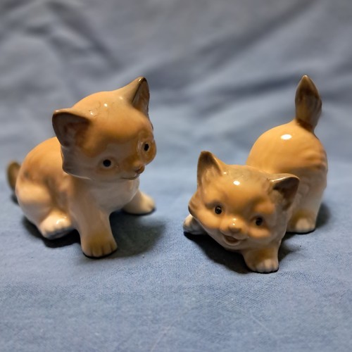Coppia bellissimi gattini - di,