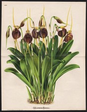Masdevallia Trochilus Orchidea