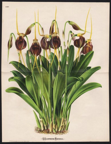 Masdevallia trochilus orchidea - trochilus,