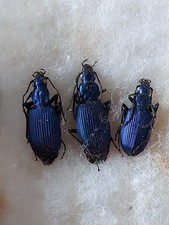 3ex. Chlenius coeruleus