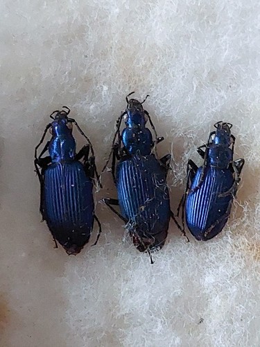 3ex chlenius coeruleus - 3ex.,