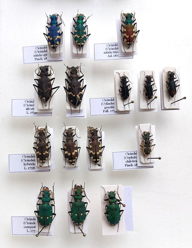 Carabidae coleotteri - carabidae,,