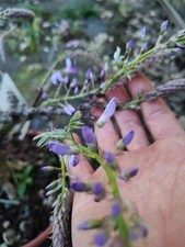 wisteria (glicine) bonsai 17
