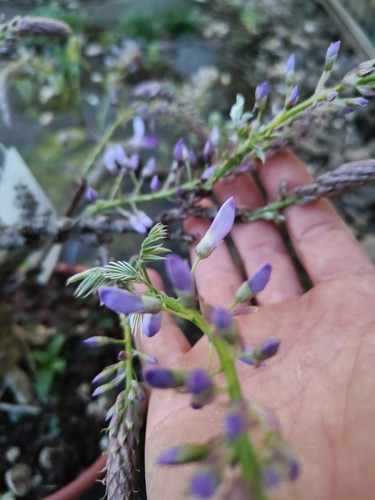 Wisteria bonsai 17 - (glicine),