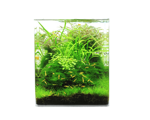 Natureholic crystal clear cube - crystal,