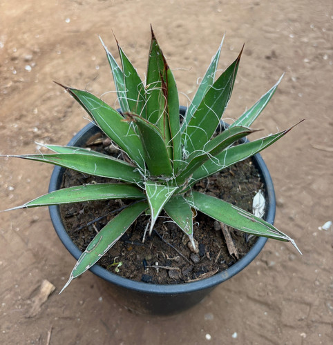 Agave filifera pianta da - agave,