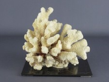 Corallo bianco cespuglio soprammobile espositivo base metallo vintage XX Sec.