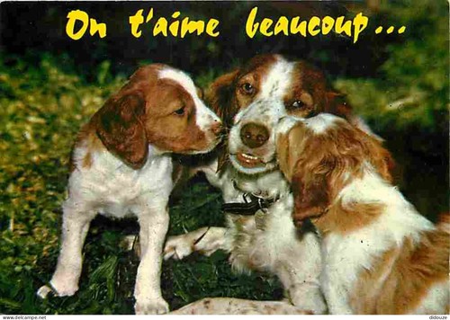 Postcard animals dogs - animals,