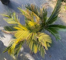 Raro Cactus Cycas revoluta