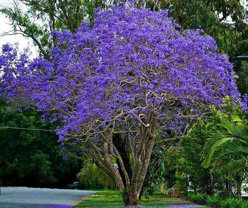 Vivaio garden forest jacaranda - vivaio,
