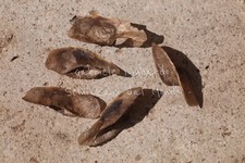 ALBERO DI ALOE - ALOE