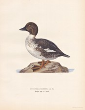 Schellente Anatra Duck Anatre