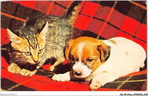 Ailp8 0826 cane gatto - ailp8-0826,