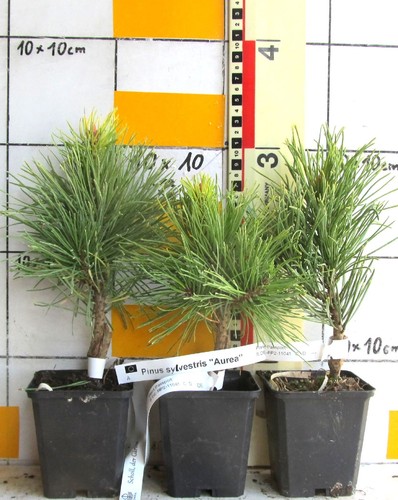 Pinus sylvestris aurea - pinus, "aurea"