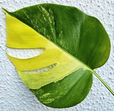 Monstera Aurea Variegata - J8