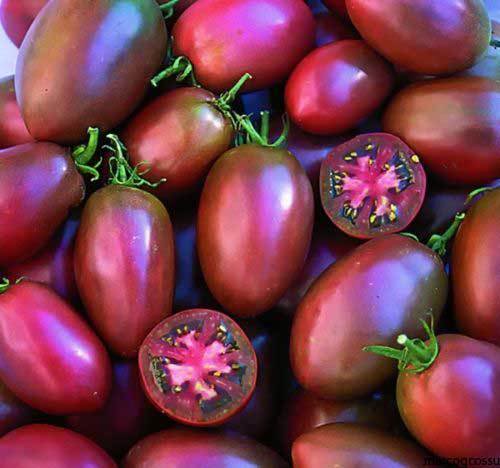 Pomodoro ucraino viola 25 - pomodoro,