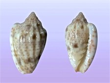 Marginellidae, Glabella