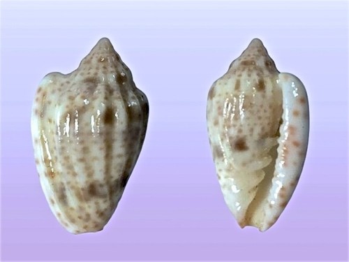 Marginellidae glabella - marginellidae,,