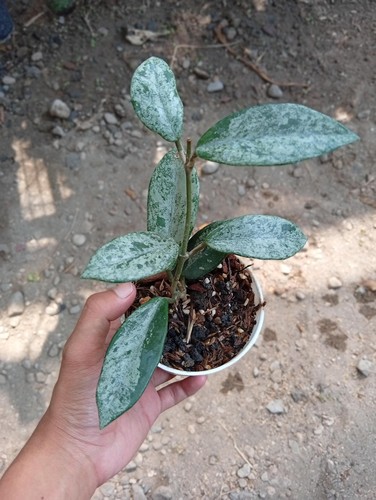 Pianta rara hoya carnosa - rara,