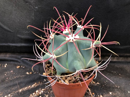 Ferocactus emoryi vivaio il - ferocactus, -vivaio