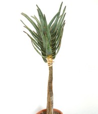 Aloe dichotoma SEEDS -  - SEMI