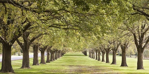 Quadro viale con alberi - viale,