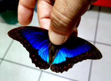 prepona diaziana maschio di