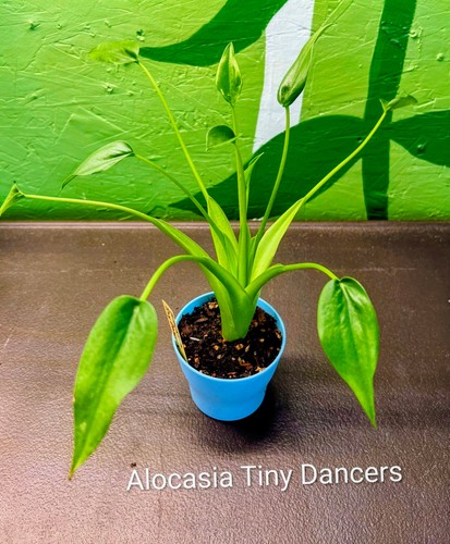 Alocasia tiny dancer - alocasia,