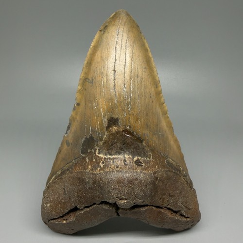 Dente mascella inferiore - , di