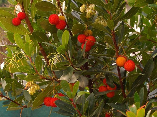 Semi arbutus unedo - arbutus,