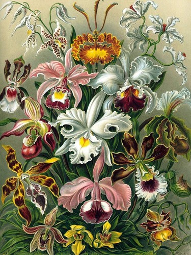 Orchidee colorate haeckel - orchidee,