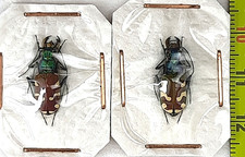 Carabidae, Cicindela