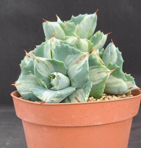 Agave ishtmensis orhi - ishtmensis, cv.