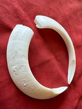 ZANNE DI CINGHIALE MAREMMANO 165 MM