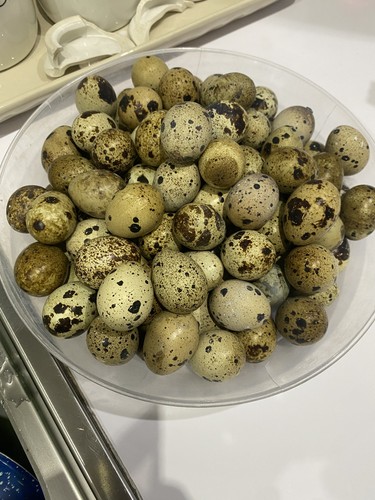Uova fertili quaglie jumbo - di,