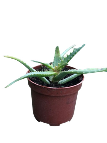 Aloe arborescens - aloe,