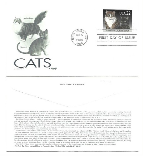 2374 maine coon gatto - gatto, e