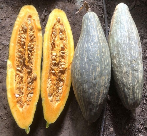 Blue banana squash zucca - zucca,