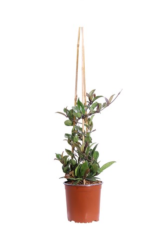 Pianta vera hoya carnosa - pianta,