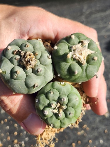 Uno raro cactus sp - uno,