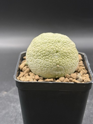 Pseudolithos migiurtinus very - pseudolithos,