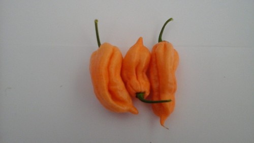 Semi peperoncino naga - 20,
