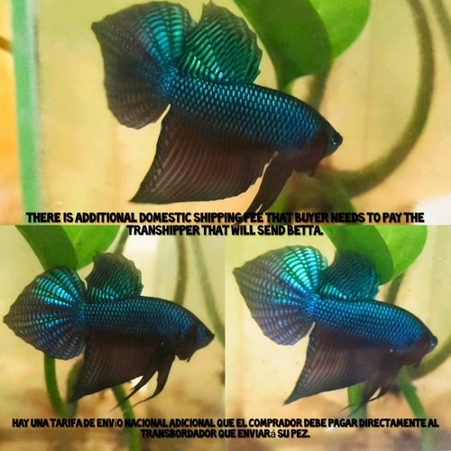 Chitarra smeraldo verde betta - smeraldo,