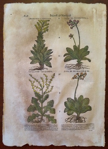 Stampa antica erbario mattioli - erbario,