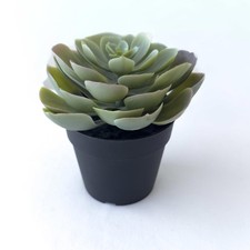 Mini pianta succulenta
