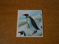 FIGURINA ANIMALI - N. 685- ED.SUPER RAF - CS.31