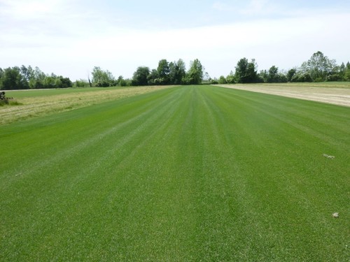 Poa pratensis evora varietà - poa,