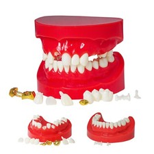 Insegnamento Dentale Typodont