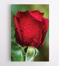 Quadri da parete fiore rosa