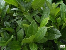 Prunus laurocerasus piri - piri,
